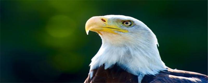 Eagle是什么意思？——解读鹰的特性、象征意义和保护工作-图1