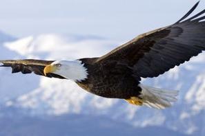 Eagle是什么意思？——解读鹰的特性、象征意义和保护工作-图3