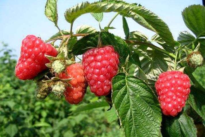 树莓是什么？一种美味鲜果还是一种植物？-图1